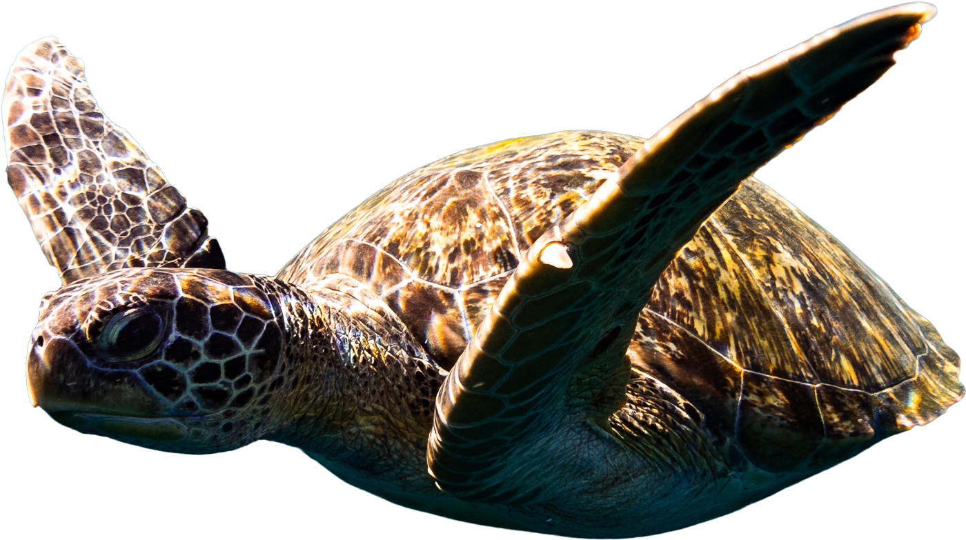 Tortuga Marina